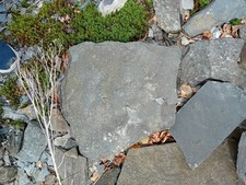 STEPPING STONES Free Delivery