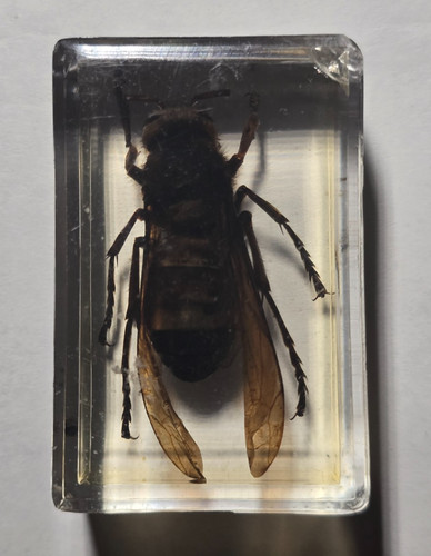 Real wasp hornet insect - hornet,