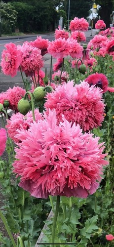 Garden flowers 1500 poppy - flowers,