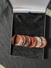 Large Rounded Shell Stretch