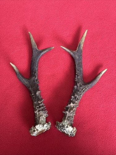 Pair roe deer antlers - pair,