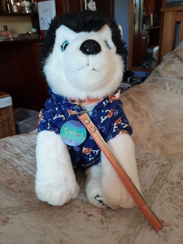 Lapland kivi husky - lapland, excellent