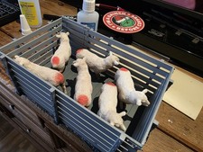 Sheep x6   16mm Scale 1:19