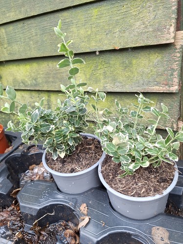 Euonymus hardy shrub evergreen - euonymus,
