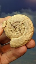 Jurassic Ammonite