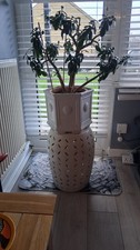 large money plant in nice  pot