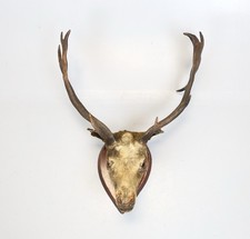 Victorian Stag Deer Antlers Mounted
