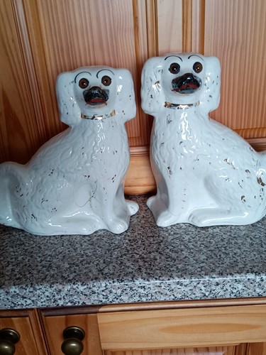 Staffordshire mantle spaniel - mantle,