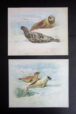 ARCHIBALD THORBURN  TWO
