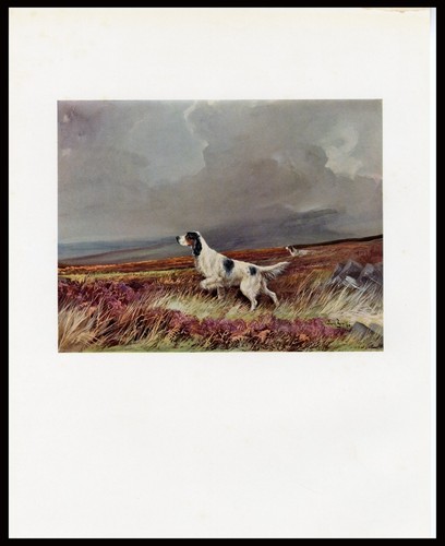 English setter rare antique - setter,