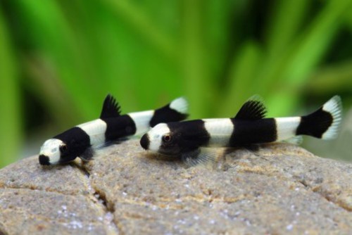 Pack panda loach 75 - loach, (0.75-1