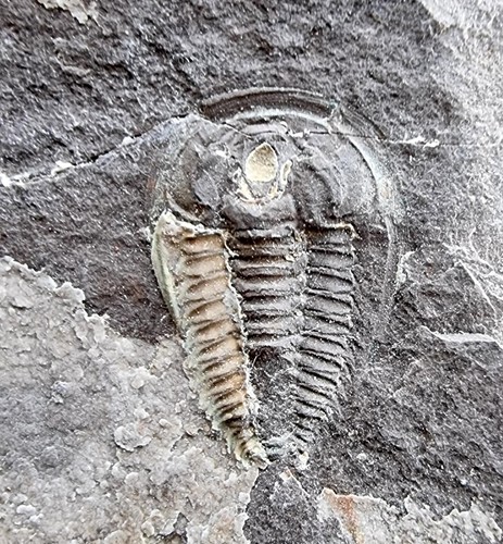 Sought after fallotaspis - 🔥sought-after,