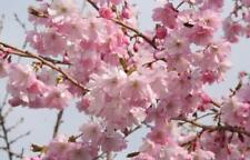 Prunus Accolade Fragrant