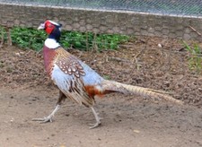 18 + 3 (21) Wild Stock Kansas