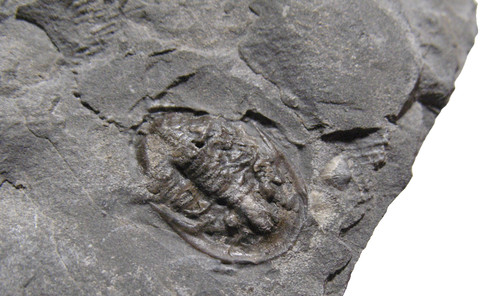 Silurian rochester shale - rochester,