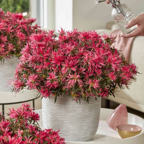 Azalea rhododendron plants - t&m,