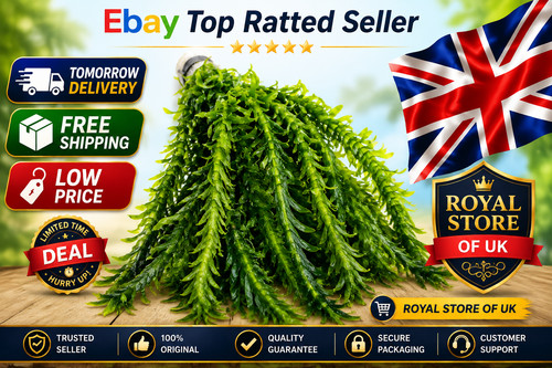 Elodea densa xl bunch - elodea,