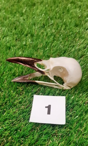 British carrion crow - skull, 1