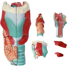 Human Laryngeal Anatomy Model