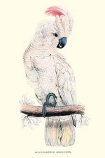 Salmon-Crested Cockatoo -