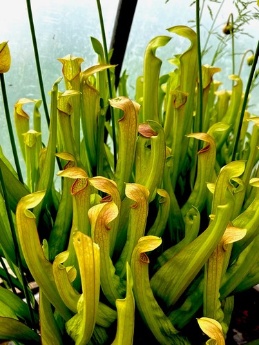 Sarracenia rehderii - sarracenia, x