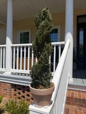 22" Preserved Juniper Spiral