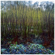3  Black Dogwood 1-2ft Hedging Plants,Cornus Alba Kesselringii, Beautiful Bark