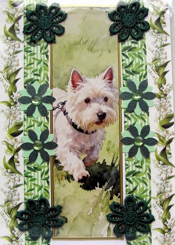 West highland white terrier - west,