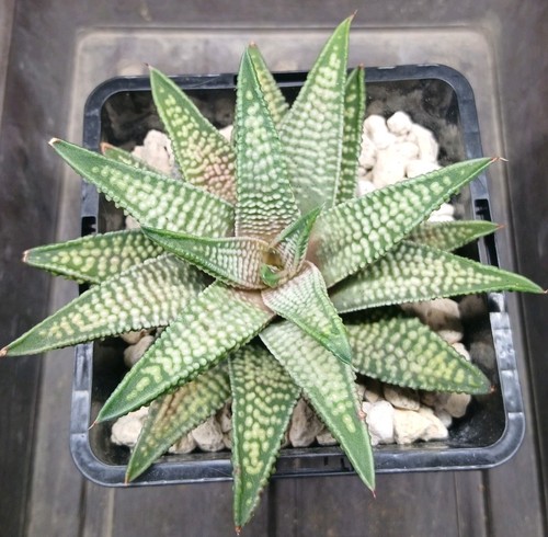 Haworthia koelmaniorum - haworthia,