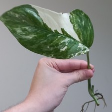 Monstera Lechleriana Albo