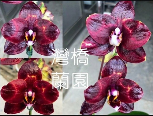 Phalaenopsis mainshow - phalaenopsis,
