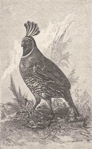 Birds californian quail 1895 - birds.,