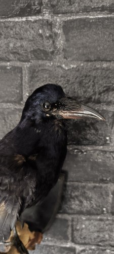Taxidermy rook corvus - taxidermy,