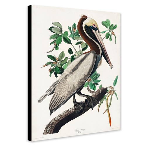 Brown pelican john james - pelican,
