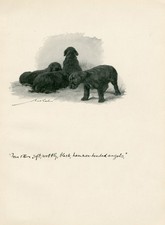 COCKER SPANIEL CUTE BLACK