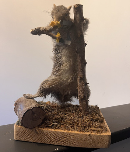 Taxidermy squirrel pedestal - squirrel,