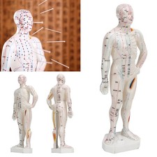 AHuman Body Acupuncture Model