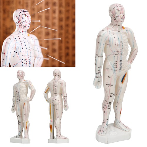 Ahuman body acupuncture - body, model