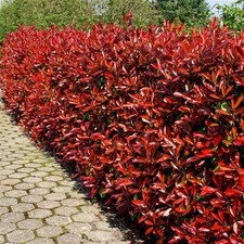 2 Photinia Red Robin Hedging