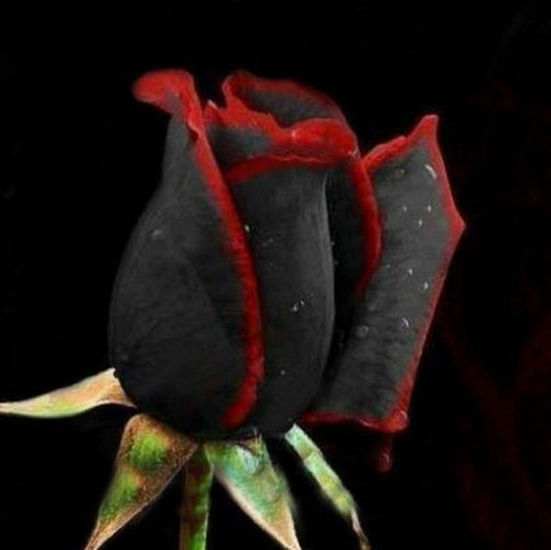 Black and red rose seeds - rose,