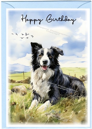 Border collie dog sheepdog - dog,