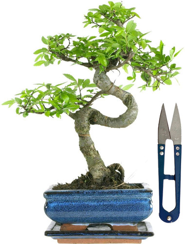 Chinese elm bonsai 7 years - bonsai,,