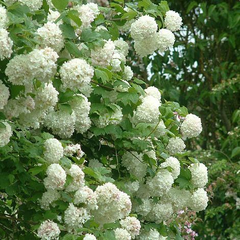 Viburnum opulus roseum - viburnum,