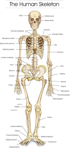 The human skeleton educational - human,