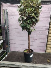 Standard Elaeagnus Evergreen Tree Established Garden Plant Approx 90cm Tall