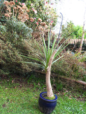 SELF SEEDED DEVON ORPHAN - TLC