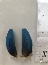 Parrot Feathers 