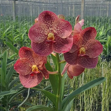 Rare Vanda Rujiroj  orchid plant  FS , not in bloom