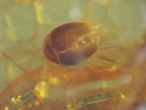 Pliocene amber kenya - pliocene, africa