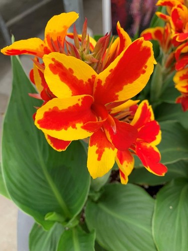 Canna lily cannova red - cannova, red/gold